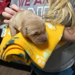 Golden Retriever Puppies from Golden Kiss Retrievers