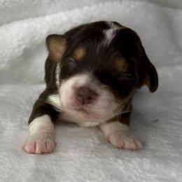 Sport - Black tri-color male Aussiedoodle puppy in Tonasket, Washington from V5 Aussies
