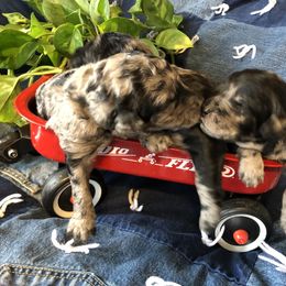 Goldendoodle Puppies from Beary GoldenDoodles