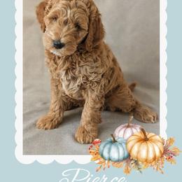 Pierce - Apricot male Goldendoodle puppy in Coarsegold, California from Hobbit Hollow Acres