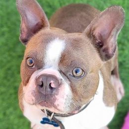Axel - Boston Terrier