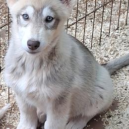 Callie - AVAILABLE - female Native American Indian Dog puppy in Glade Hill, Virginia from Indian Valley Kennels
