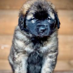 Pheonix - Reddish brown male Leonberger puppy in Clarksville, Tennessee from Easter Acres