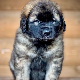 Pheonix - Reddish brown male Leonberger puppy in Clarksville, Tennessee from Easter Acres