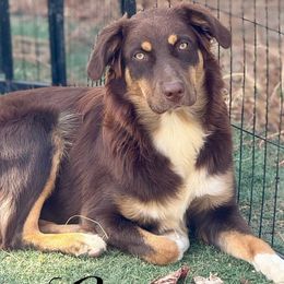 Lexi - Red tri-color Australian Shepherd puppy in Ramona, California from Blue Moon Aussies