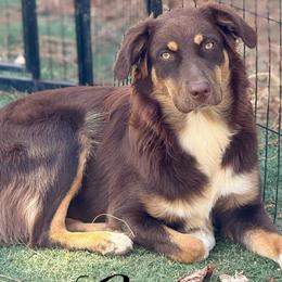 Lexi - Red tri-color Australian Shepherd puppy in Ramona, California from Blue Moon Aussies