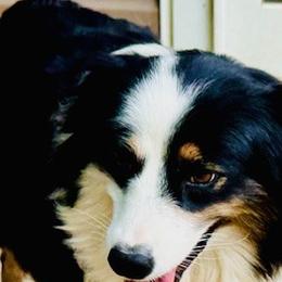 Puppers - Miniature Australian Shepherd
