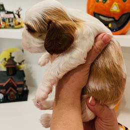 Cavalier King Charles Spaniel Puppies from Ridgefield Cavaliers