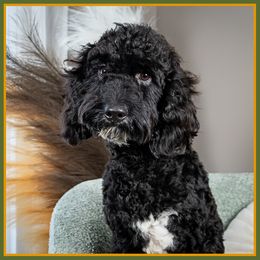 Ivan - Black male Cockapoo puppy in Connersville, Indiana from Deaz Doodle Ranch