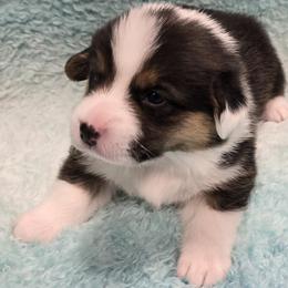 ASHER - Black and tan male Pembroke Welsh Corgi puppy in Walker, Iowa from Double K Corgis