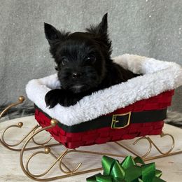 Donner - Black and gold female Yorkshire Terrier puppy in Pana, Illinois from Lucky Star Yorkies