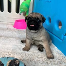 Banana Cakes - Fawn female Pug puppy in Grants Pass, Oregon from Malta Pugs