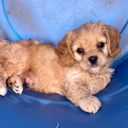 Cavapoo and Shihpoo Puppies from Haus of Doodles