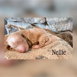 Nellie - Red  female Goldendoodle puppy in Cherryville, North Carolina from Mercy Doodles
