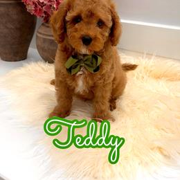Teddy - Red male Cavapoo puppy in Buford, Georgia from Petite Posh Puppies