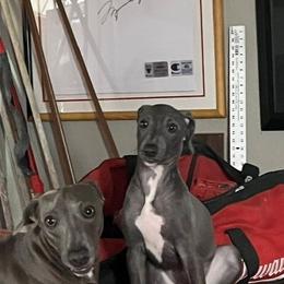 Argento - Blue male Italian Greyhound puppy in Brooksville, Florida from Fisher Link