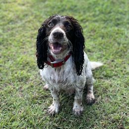 Lola - English Cocker Spaniel
