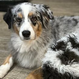Aussiedoodles from Deevine Doodles
