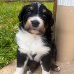 Lance - Black tri-color male Australian Shepherd puppy in Cypress, Texas from Cypress Aussies