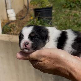 Nora the Big Sister - Black parti female Pomeranian puppy in Jefferson City, Missouri from MJ’s Pomeranians