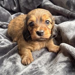 Brynn - Red female Dachshund puppy in Sumrall, Mississippi from Huckleberry Tails