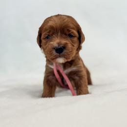 Love - Red  female Goldendoodle puppy in Twin Falls, Idaho from Magic Valley Family Doodles