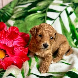 Toni Ann - Red female Cavapoo puppy in Atlantic County, New Jersey from Sweet Doodles and Poos