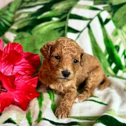 Toni Ann - Red female Cavapoo puppy in Atlantic County, New Jersey from Sweet Doodles and Poos