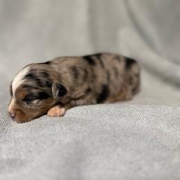 Muffin - Blue merle female Miniature Australian Shepherd puppy in Mount Airy, Georgia from North Georgia Gems