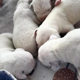 Male pick spot 3 ( out of 3) - White and black male Dalmatian puppy in Hawkins, Texas from Snow Dalmatians