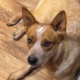 Punk - Australian Cattle Dog