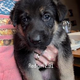 Girl 2 - Bi-color female German Shepherd puppy in Germantown, Ohio from TNT Pups