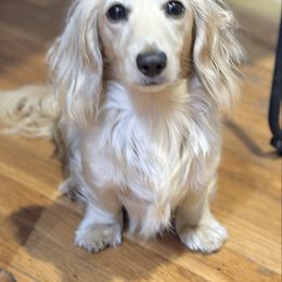 Polly - Dachshund
