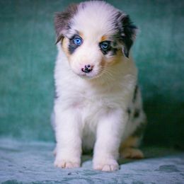Mocha - Blue merle female Australian Shepherd puppy in Monroe, Georgia from Lovable Little Aussies