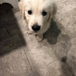 Golden Retriever Puppies from Lava Rock Adventures
