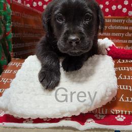 Grey - Black male Labrador Retriever puppy in Parma, Idaho from Campbell Valley Labradors