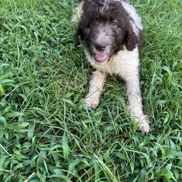Labradoodle and Poodle All Grown Up from Nacadoodles