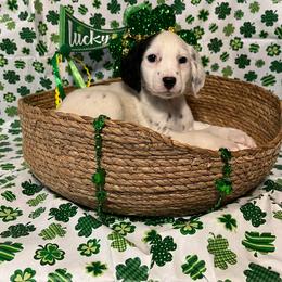 Pepper- Long Coat- Black - White and black male Dalmatian puppy in Claremore, Oklahoma from Lotsofdots Dalmatians