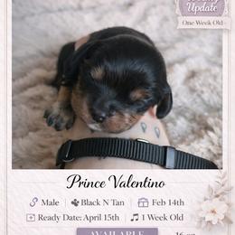 Cavalier King Charles Spaniel Puppies from Comfort Royalty Cavaliers