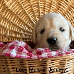 Johnny - Golden Retriever puppy in Kuna, Idaho from Golden Kisses Golden Retrievers