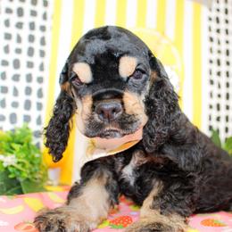 Miles - Black and tan male Cocker Spaniel puppy in Rattan, Oklahoma from Double M Cocker Spaniels