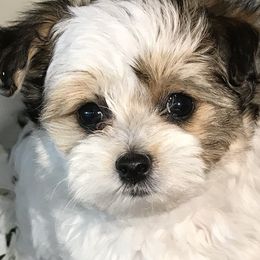 Yorkipoos from Bridgemont Doodle Co.