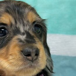 Trusty - Dapple Dachshund puppy in Murfreesboro, Tennessee from Kimbrie's Dream Cream Doxies