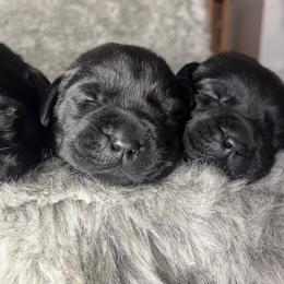 Toothless - Black male Labrador Retriever puppy in Texas from Raley Retrievers