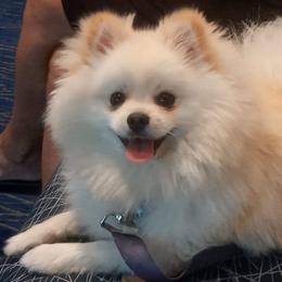 King - Pomeranian
