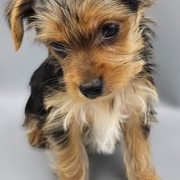 White Foot - Black and gold male Yorkshire Terrier puppy in Greer, South Carolina from Mischief Managed Farm