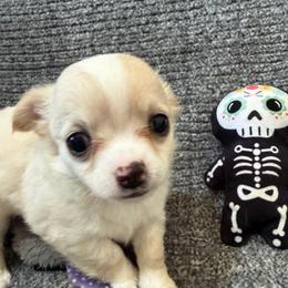 Dave - Silver male Chihuahua puppy in Seneca, Missouri from Stephanie’s Puppy Colony
