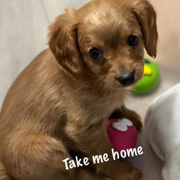 Cavapoo Puppies from QuiGents