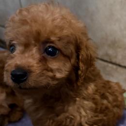 Jax - Apricot male Goldendoodle puppy in Centralia, Missouri from Oodles Of Doodles Mo.