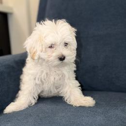 Sister - White female Maltipoo puppy in Chandler, Arizona from Antonae Wallace